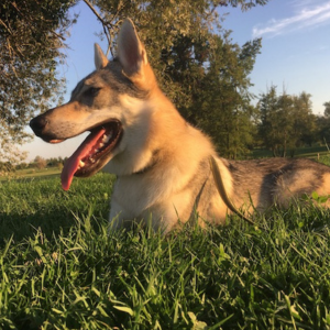lupo1