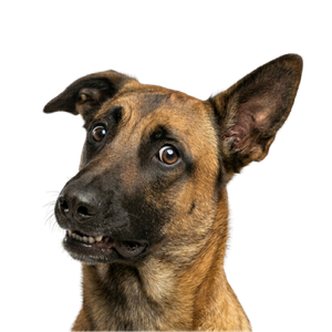 lupo2